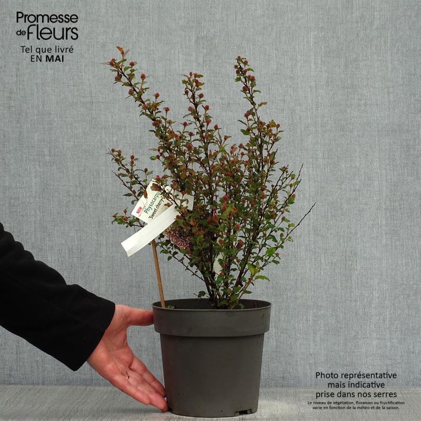 Amostra de Physocarpus opulifolius Magic Sweet Cherry Tea Vaso de 3 L/4 L tal como entregue na primavera