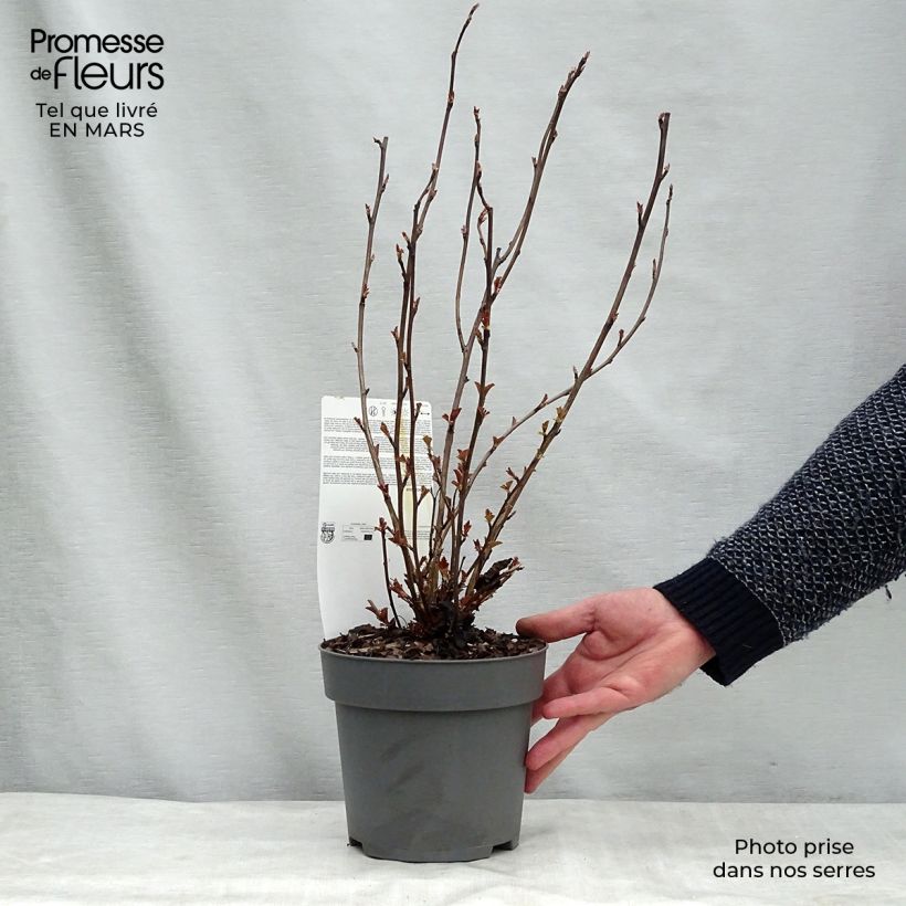 Amostra de Physocarpus opulifolius Perspektiva Pot de 2L/3L tal como entregue no inverno