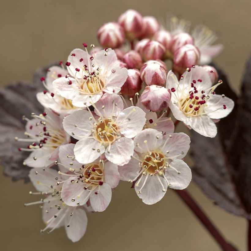 Physocarpus opulifolius Perspektiva (Floração)