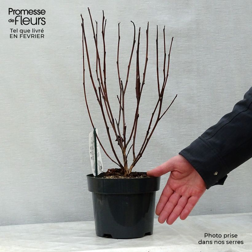 Amostra de Physocarpus opulifolius Red Baron Vaso de 2 L/3 L tal como entregue no inverno