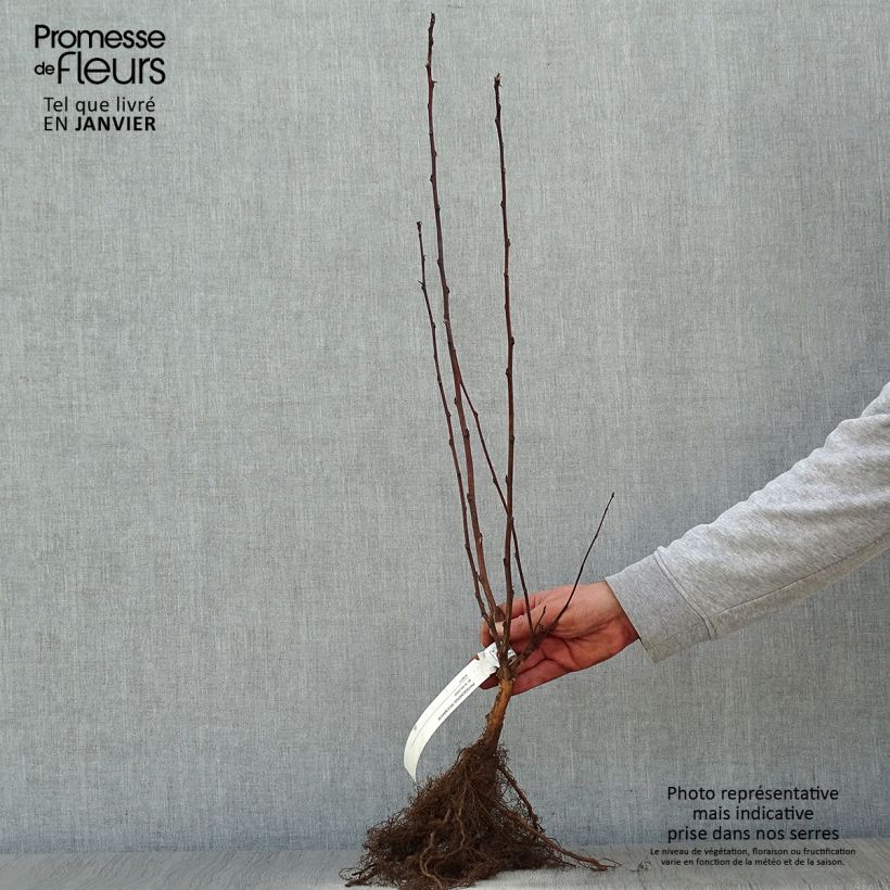 Amostra de Physocarpus opulifolius Red Baron Raízes nuas tal como entregue no inverno