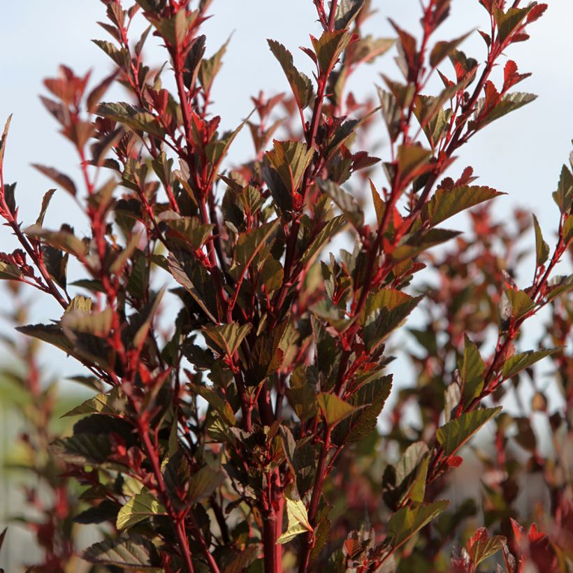 Physocarpus opulifolius Spicy Devil (Hábito)
