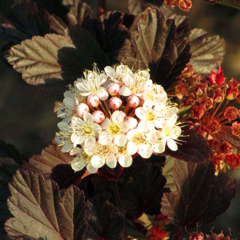 Physocarpus opulifolius Summer Wine - Nove-cascas (Floração)