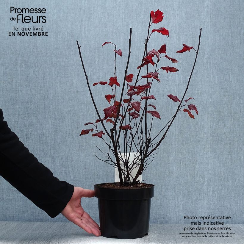 Amostra de Physocarpus opulifolius Summer Wine - Nove-cascas Vaso de 3 L/4 L tal como entregue no outono
