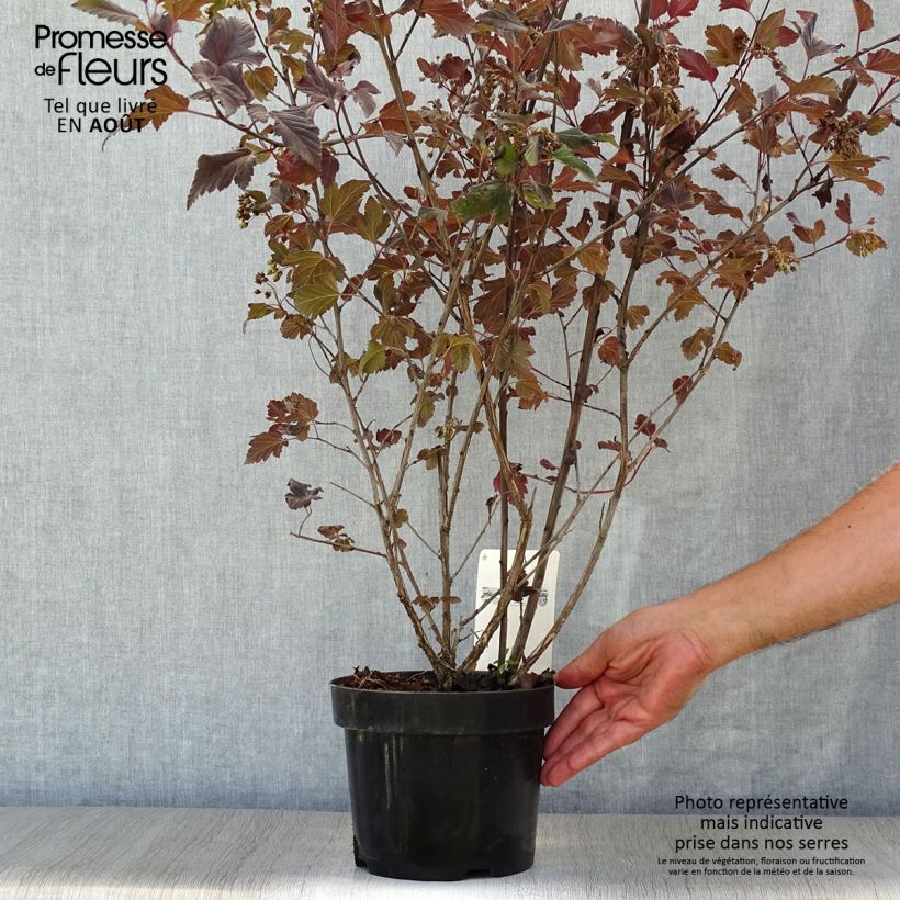 Amostra de Physocarpus opulifolius Summer Wine - Nove-cascas Vaso de 3 L/4 L tal como entregue no verão
