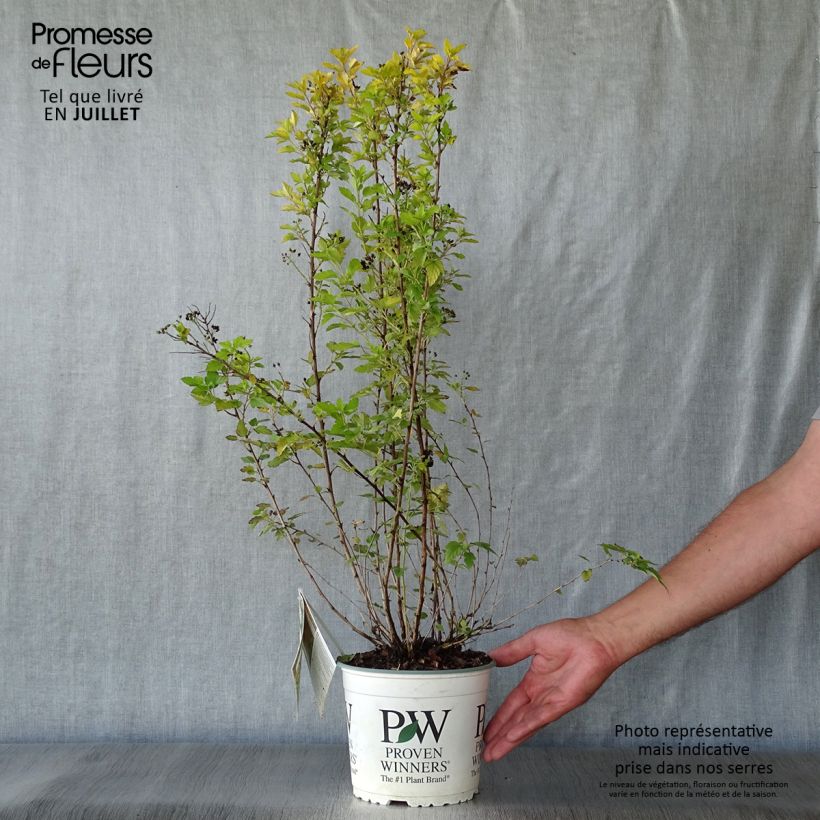 Amostra de Physocarpus opulifolius Tiny Wine Gold Vaso de 2 L/3 L tal como entregue no verão