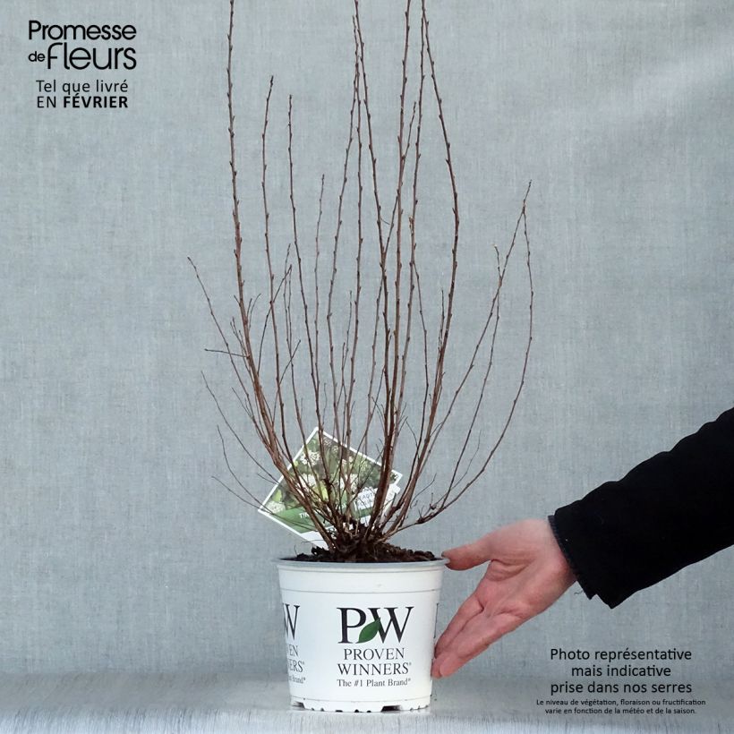 Amostra de Physocarpus opulifolius Tiny Wine Gold Vaso de 2 L/3 L tal como entregue no inverno