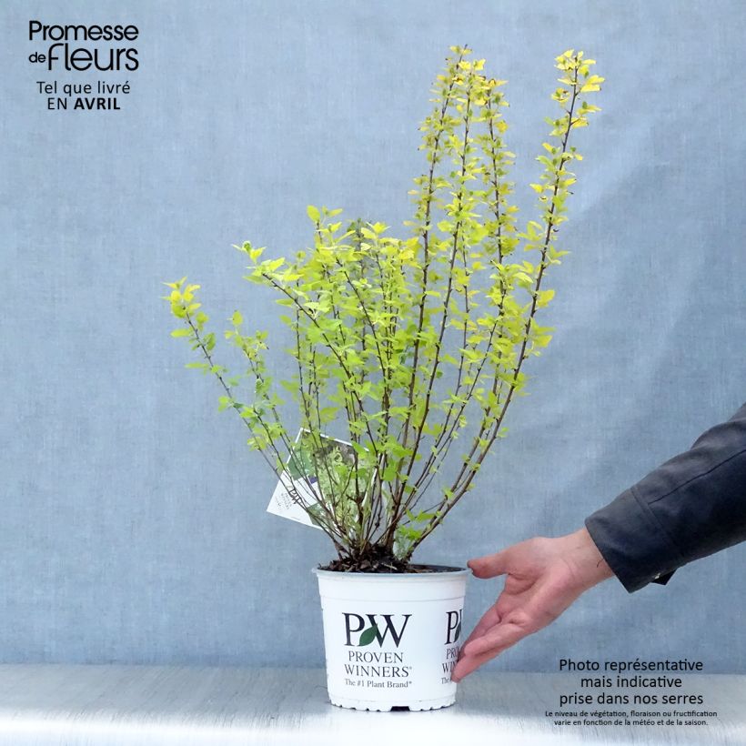 Amostra de Physocarpus opulifolius Tiny Wine Gold Vaso de 2 L/3 L tal como entregue na primavera