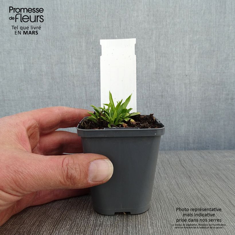 Amostra de Physostegia virginiana Alba Vaso de 8/9 cm tal como entregue no inverno