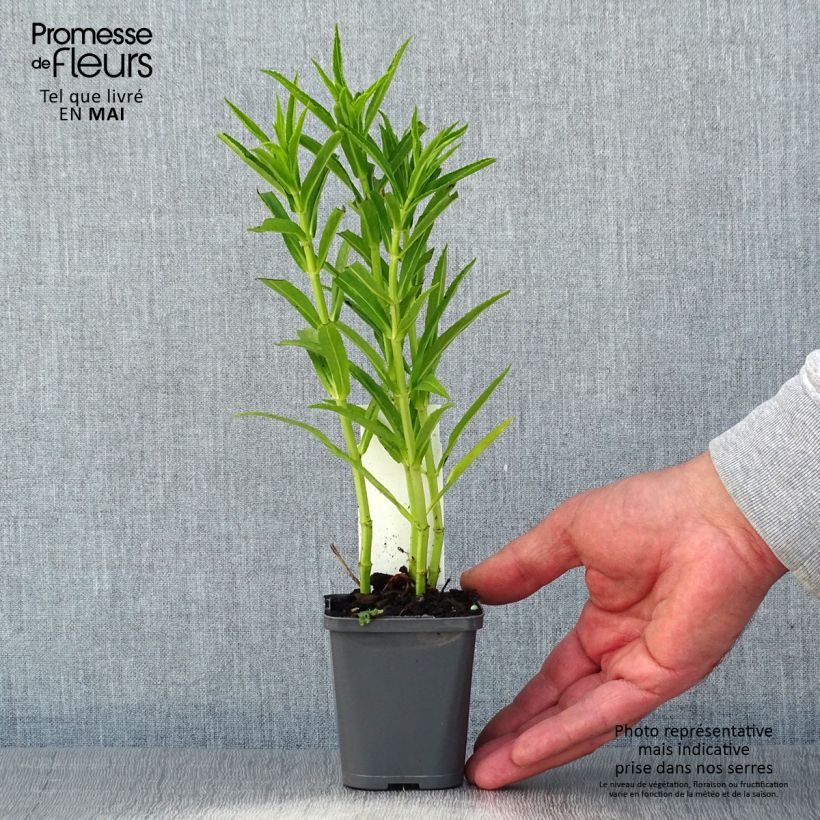 Amostra de Physostegia virginiana Alba Vaso de 8/9 cm tal como entregue na primavera