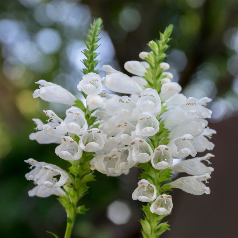 Physostegia virginiana Alba (Floração)