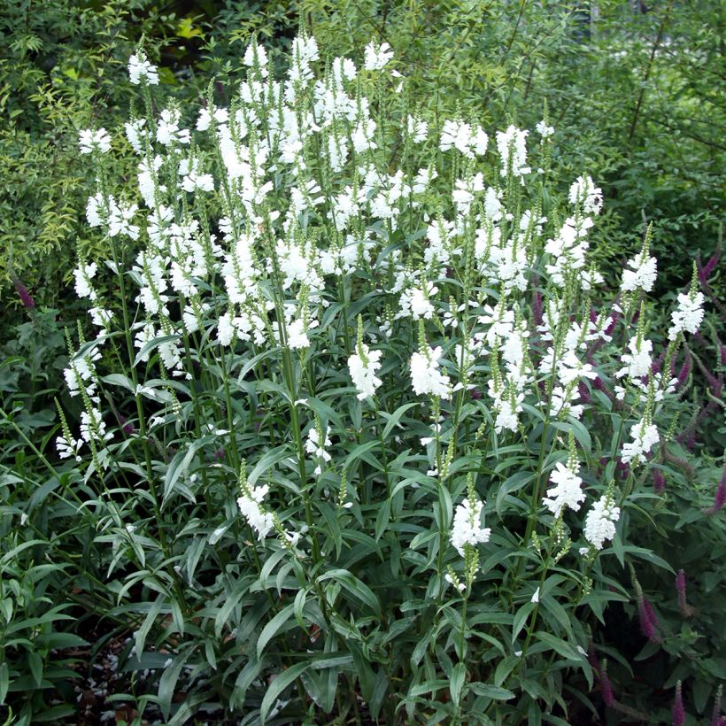 Physostegia virginiana Alba (Hábito)