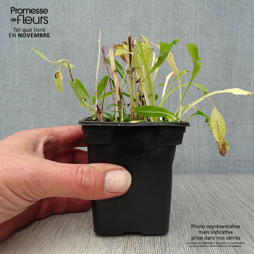 Amostra de Physostegia virginiana Bouquet Rose Vaso de 7/8 cm tal como entregue no outono