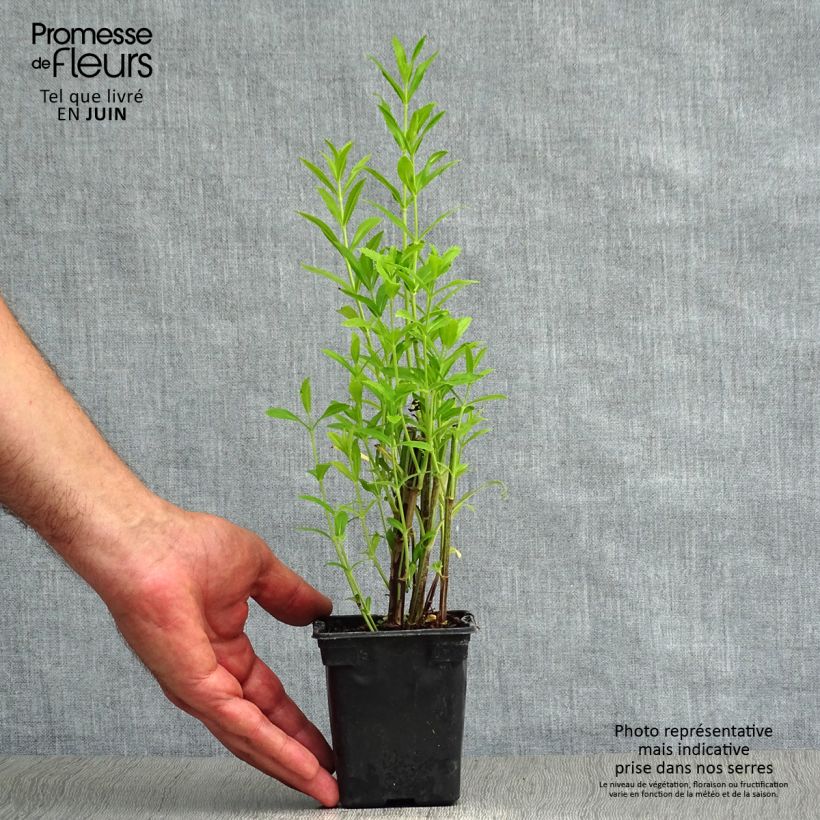 Amostra de Physostegia virginiana Bouquet Rose Vaso de 7/8 cm tal como entregue no verão