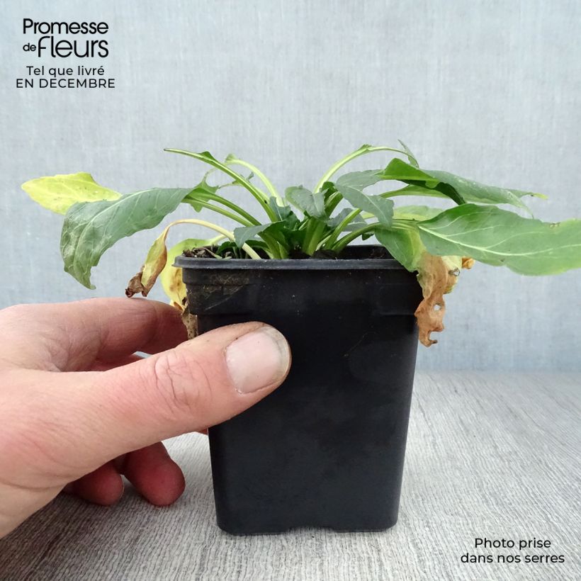 Amostra de Physostegia virginiana Bouquet Rose - Cataleptique Vaso de 7/8 cm tal como entregue no inverno