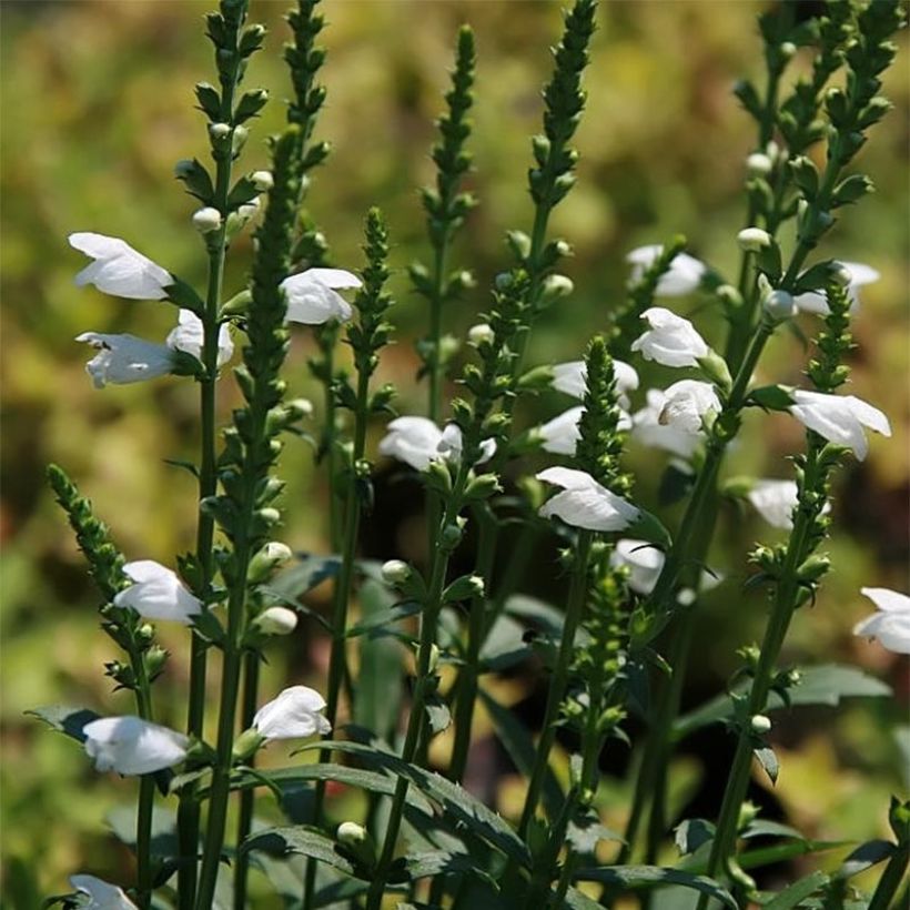 Physostegia virginiana Miss Manners (Floração)