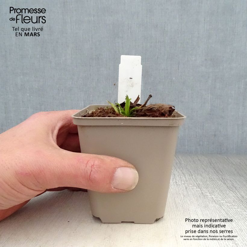 Amostra de Physostegia virginiana Miss Manners Vaso de 8/9 cm tal como entregue na primavera