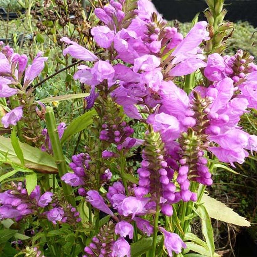 Physostegia virginiana Red Beauty (Floração)