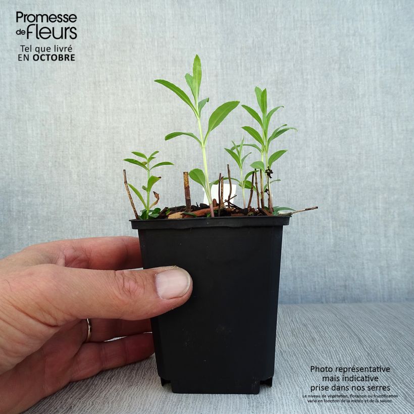Amostra de Physostegia virginiana Red Beauty Vaso de 8/9 cm tal como entregue no outono