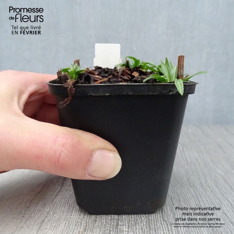 Amostra de Physostegia virginiana Red Beauty - Cataleptique Vaso de 8/9 cm tal como entregue no inverno