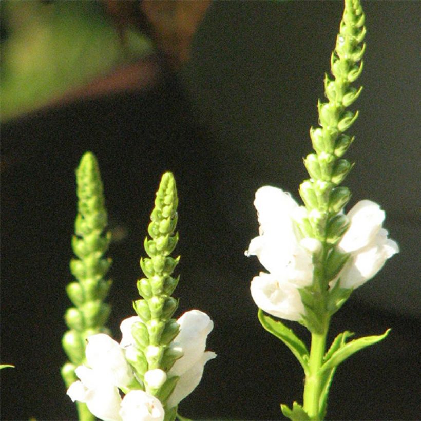 Physostegia virginiana Summer Snow (Floração)
