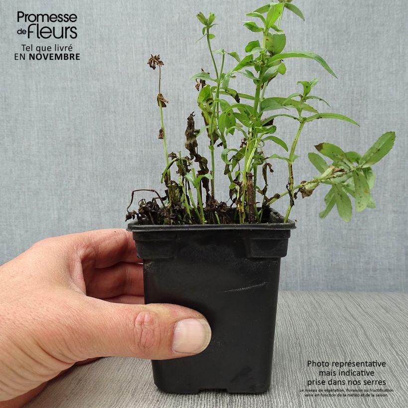 Amostra de Physostegia virginiana Summer Snow Vaso de 7/8 cm tal como entregue no outono