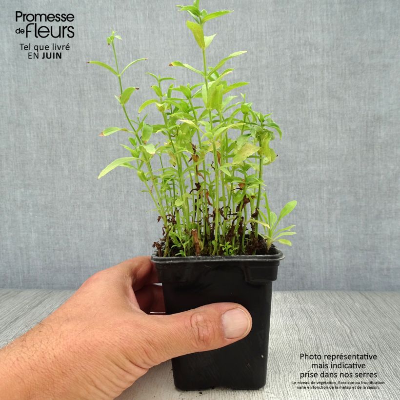 Amostra de Physostegia virginiana Summer Snow Vaso de 7/8 cm tal como entregue no verão