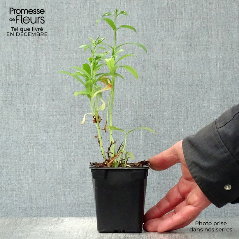 Amostra de Physostegia virginiana Summer Snow - Cataleptique blanche Vaso de 7/8 cm tal como entregue no inverno