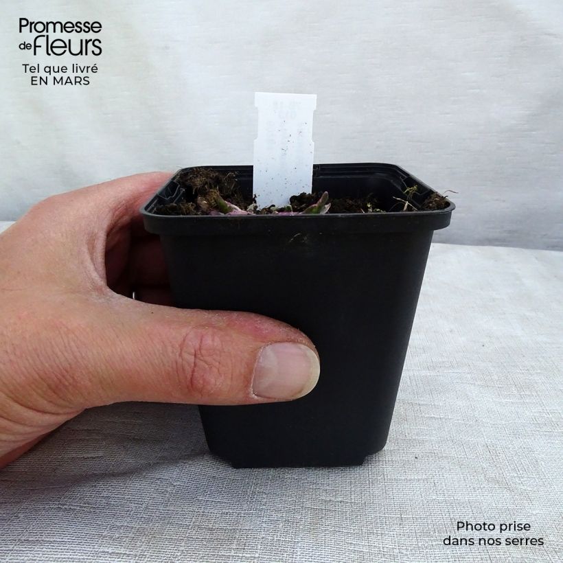 Amostra de Physostegia virginiana Variegata Vaso de 8/9 cm tal como entregue no inverno