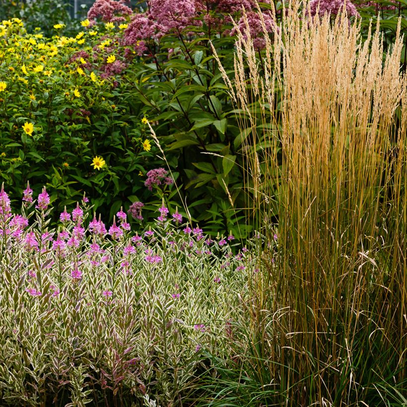 Physostegia virginiana Variegata (Hábito)