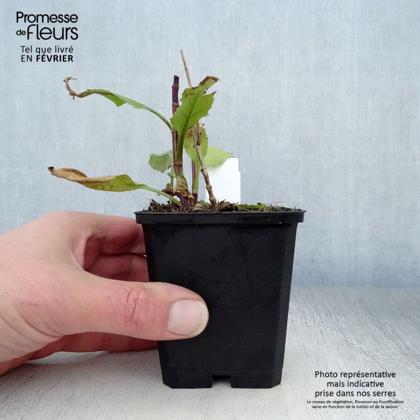 Amostra de Physostegia virginiana Vivid - Cataleptique Vaso de 8/9 cm tal como entregue no inverno