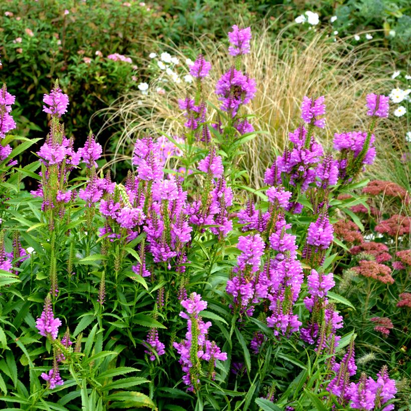 Physostegia virginiana Vivid (Hábito)