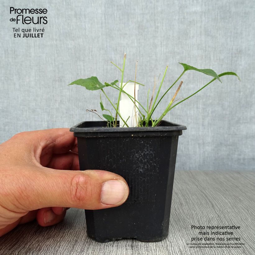 Amostra de Phyteuma scheuchzeri Vaso de 8/9 cm tal como entregue no verão