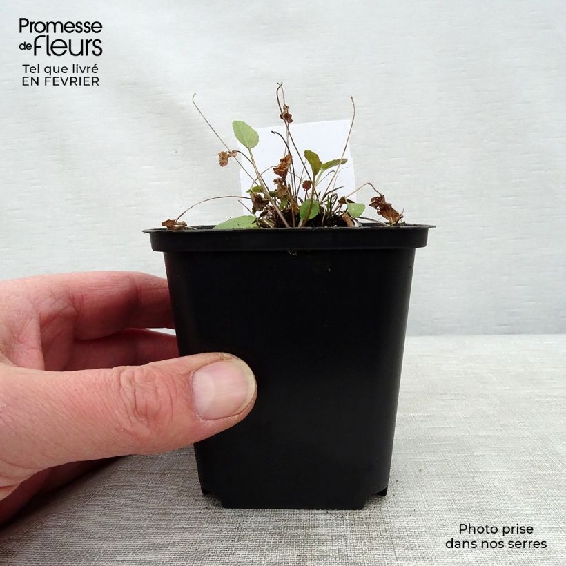 Amostra de Phyteuma scheuchzeri Vaso de 8/9 cm tal como entregue no inverno