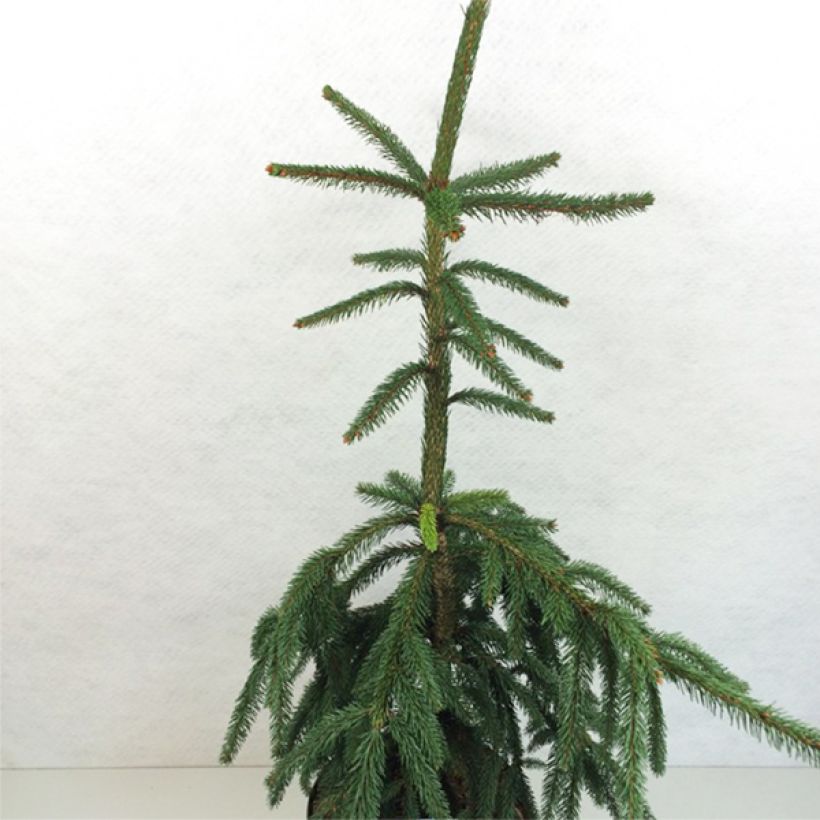 Picea abies Aarburg (Hábito)