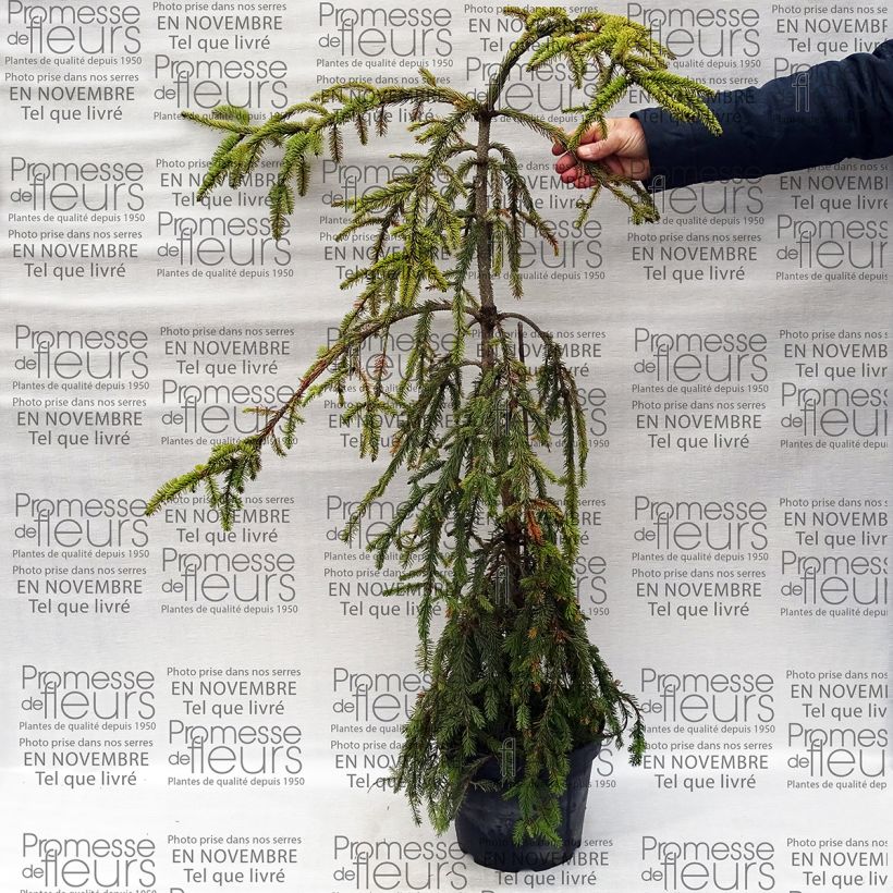 Exemplo de amostra de Picea abies Aarburg - Epicea commun                             Vaso de 7,5 L/10 L tal como entregue