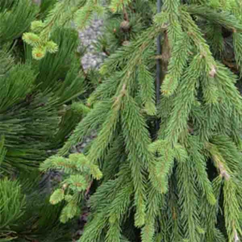 Picea abies Frohburg (Folhagem)