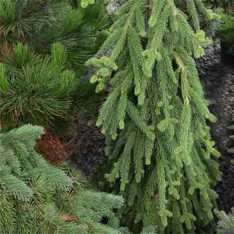 Picea abies Frohburg (Hábito)