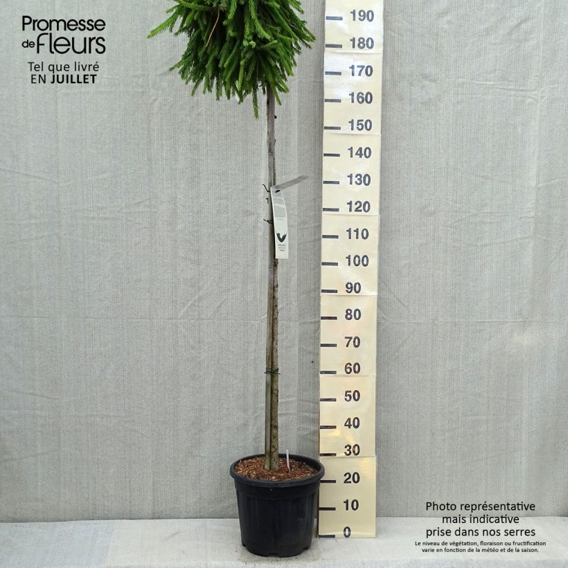 Amostra de Picea abies Frohburg Vaso de 20 L/25 L, Haste alta tal como entregue no verão