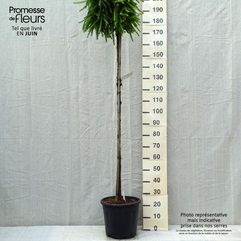 Amostra de Picea abies Frohburg Vaso de 20 L/25 L, Haste alta tal como entregue na primavera