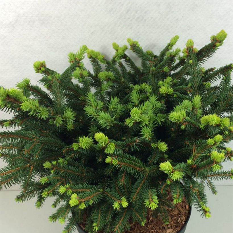 Picea abies Hana Subutus (Hábito)