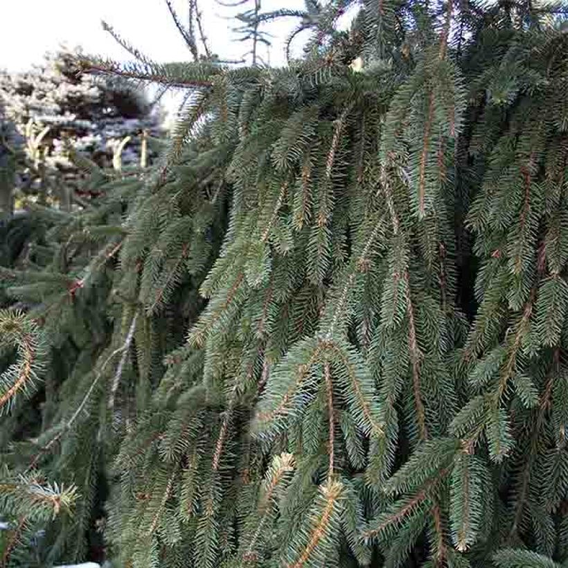 Picea abies Inversa (Hábito)