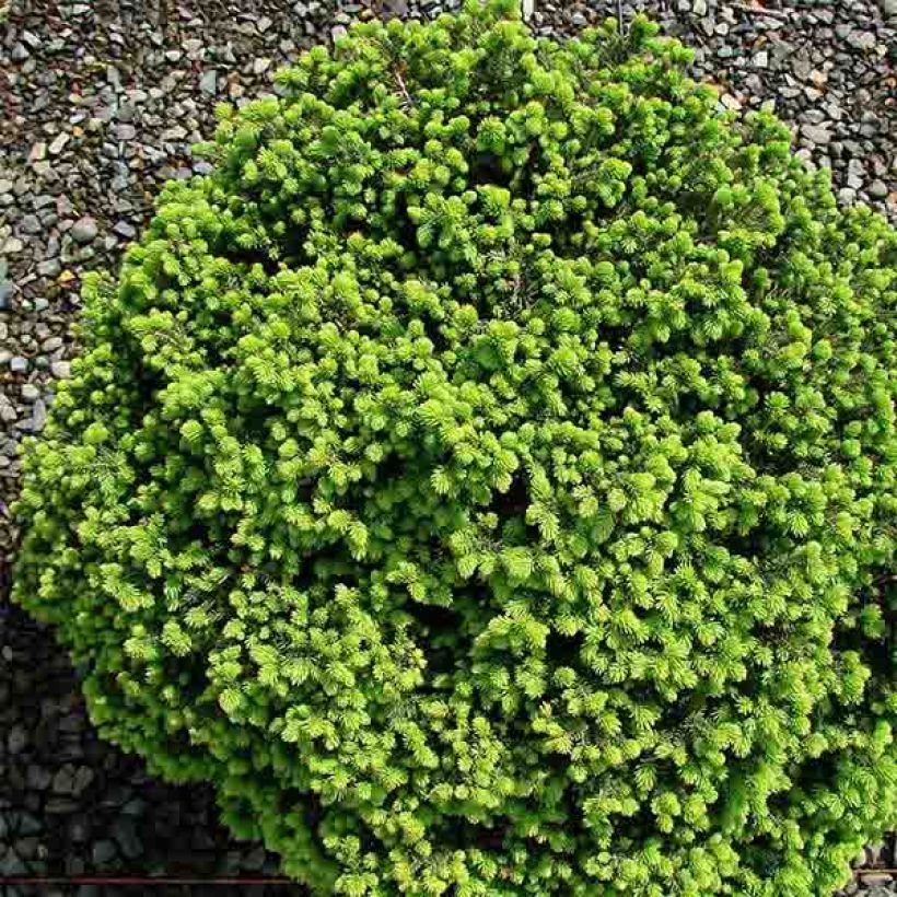 Picea abies Little Gem (Hábito)