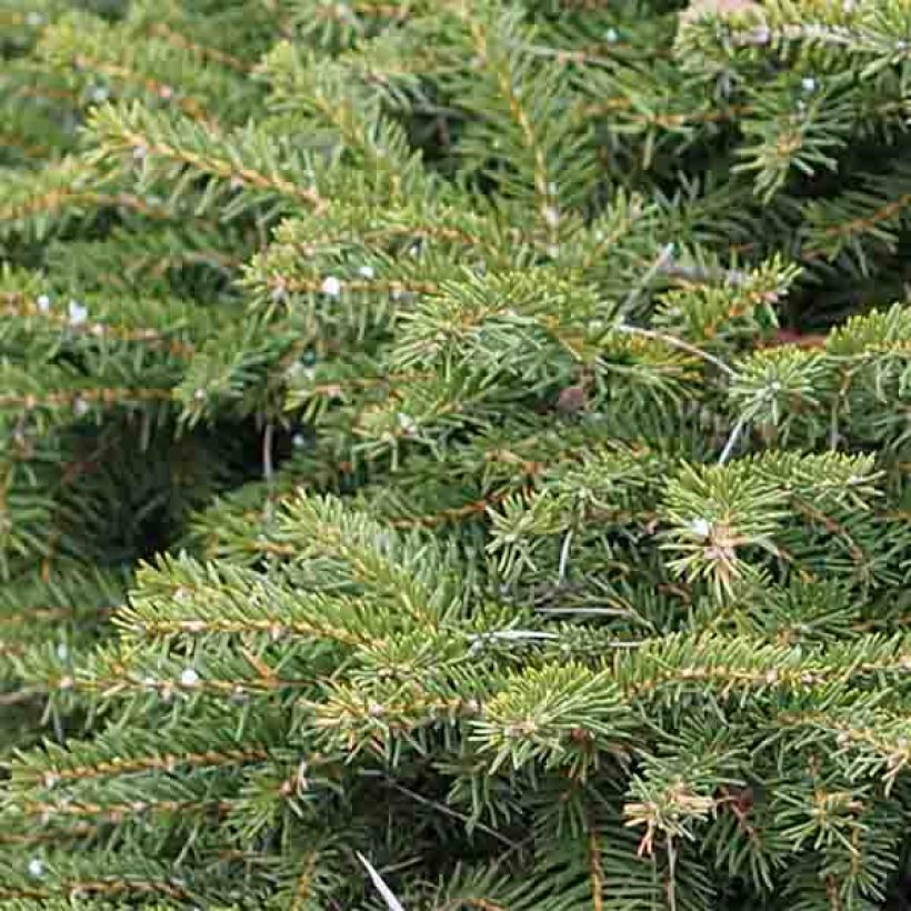 Picea abies Nidiformis (Folhagem)