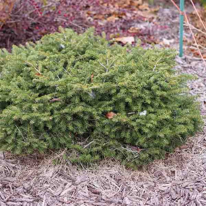 Picea abies Nidiformis (Hábito)
