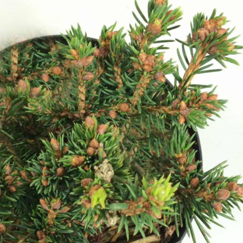 Picea abies Petra (Folhagem)