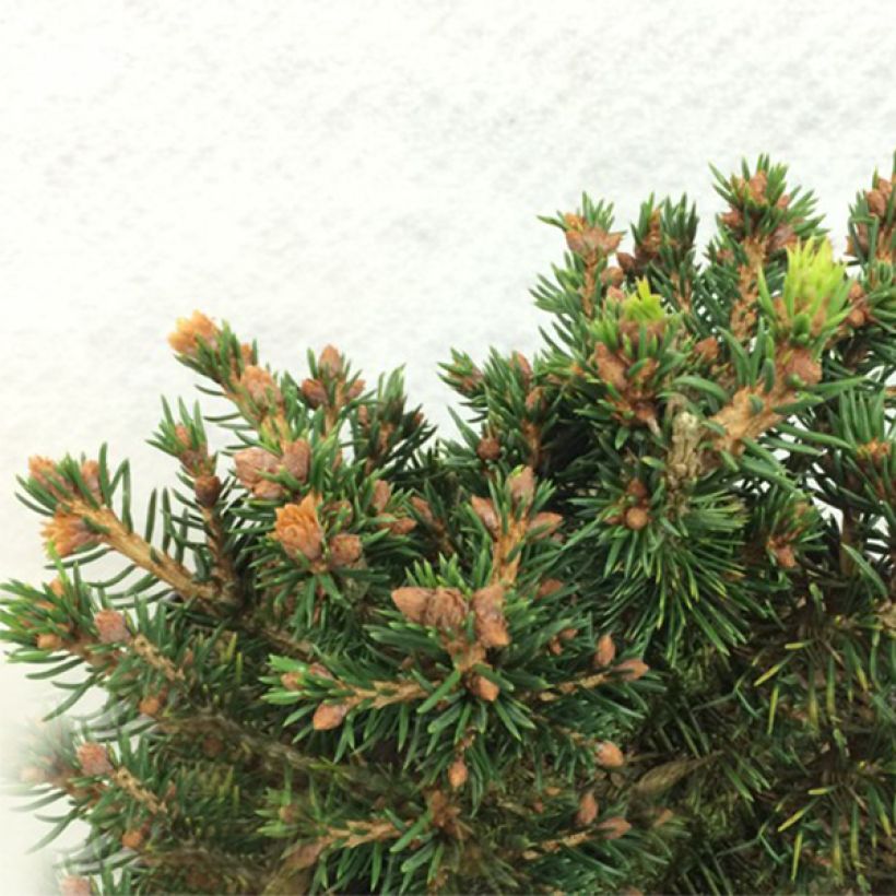 Picea abies Petra (Hábito)