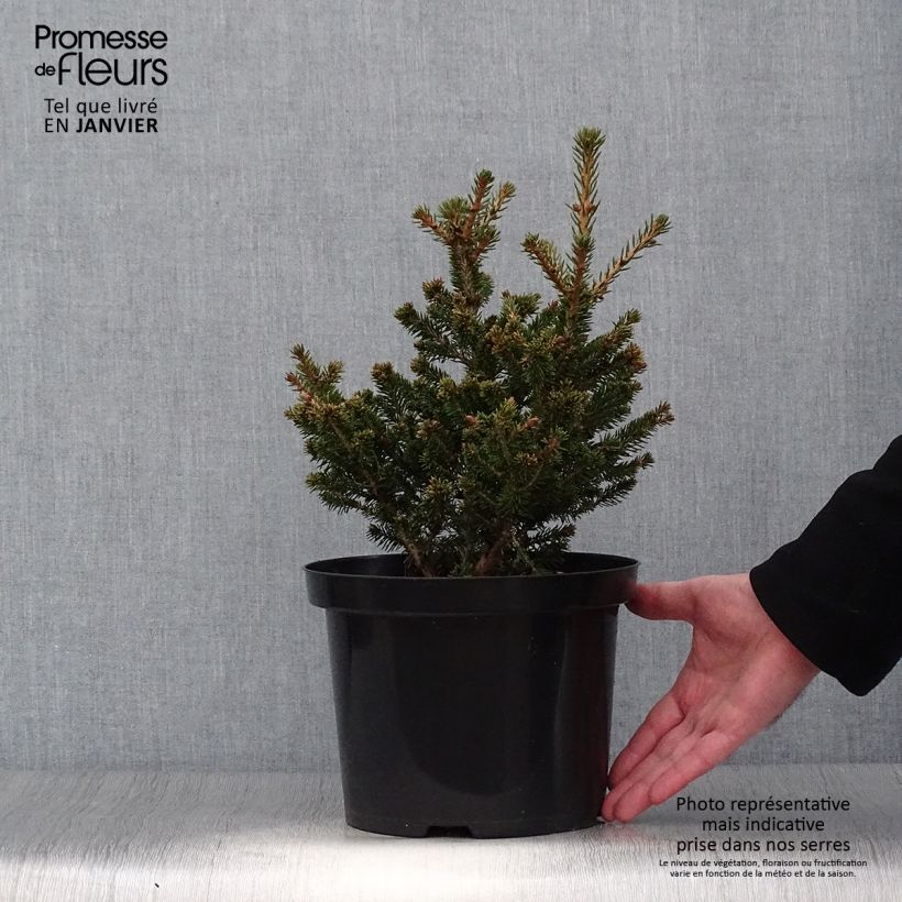 Amostra de Picea abies Will's Zwerg - Épicéa commun Vaso de 7,5 L/10 L tal como entregue no inverno