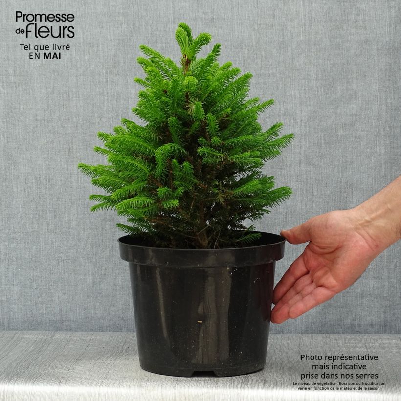 Amostra de Picea abies Will's Zwerg Vaso de 7,5 L/10 L tal como entregue na primavera