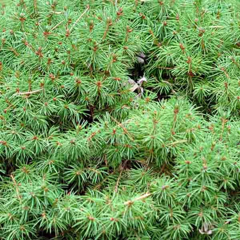 Picea glauca Alberta Globe (Folhagem)